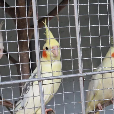 Hotel Park Velipojë